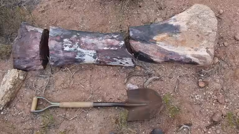 The Femur Of Chucarosaurus Diripienda Is Displayed Next To A Shovel, Measuring 6.2 Feet (1.9 Meters) In Length.