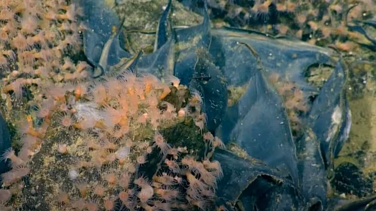 A Pacific White Skate Surrounded By Corals On A Deep Sea Volcanic Nursery.