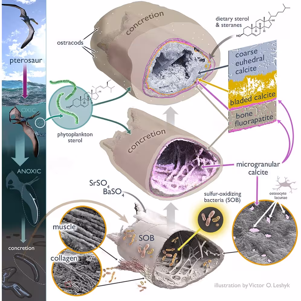 Visual Explanation Of Pterosaur Fossil Preservation Over Time