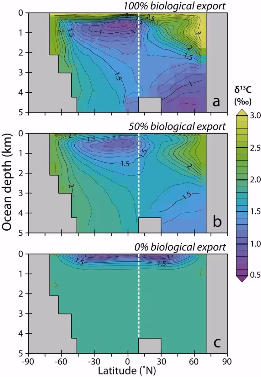 These Simulations Show How Reduced Biological Export Changed Carbon Patterns From The Surface To The Deep Ocean