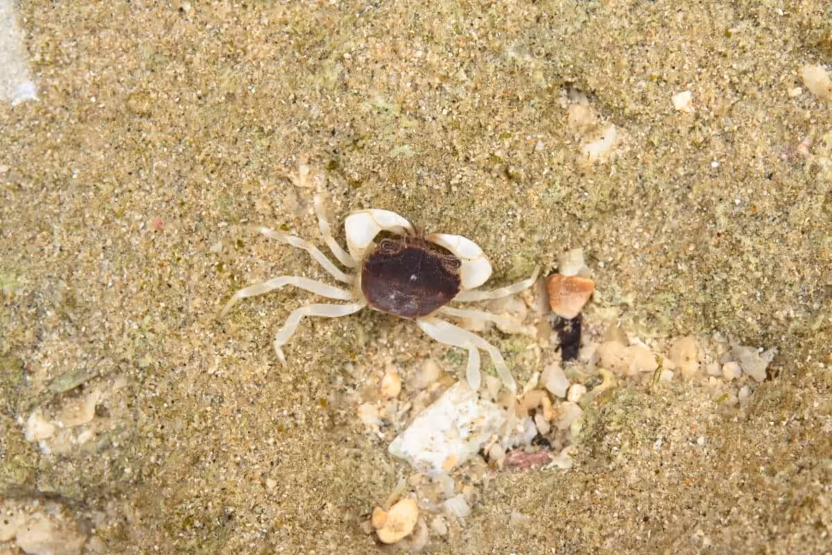 The Tiny Eucrate liui Crab Discovered In The South China Sea.
