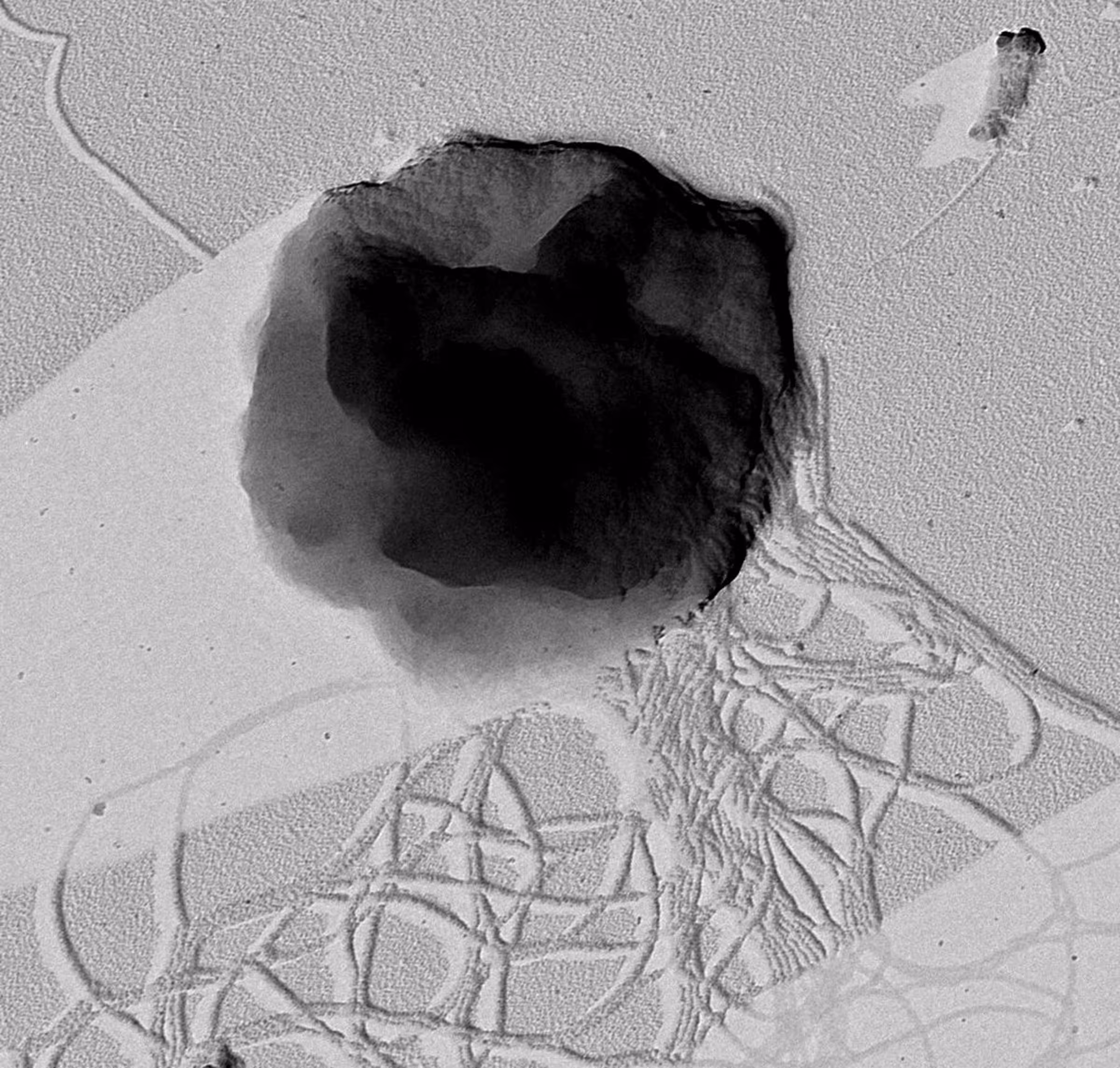 Methanothermococcus okinawensis, whose ability to survive on Saturn’s moon Enceladus was tested by researchers at LMU. The result: Yes, the microorganisms could survive under the conditions on the icy moon. It normally lives in the deep sea on Earth.