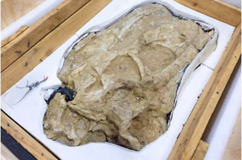 This Ancient Fossil Fragment Is Among The Recovered Specimens Repatriated To Mongolia