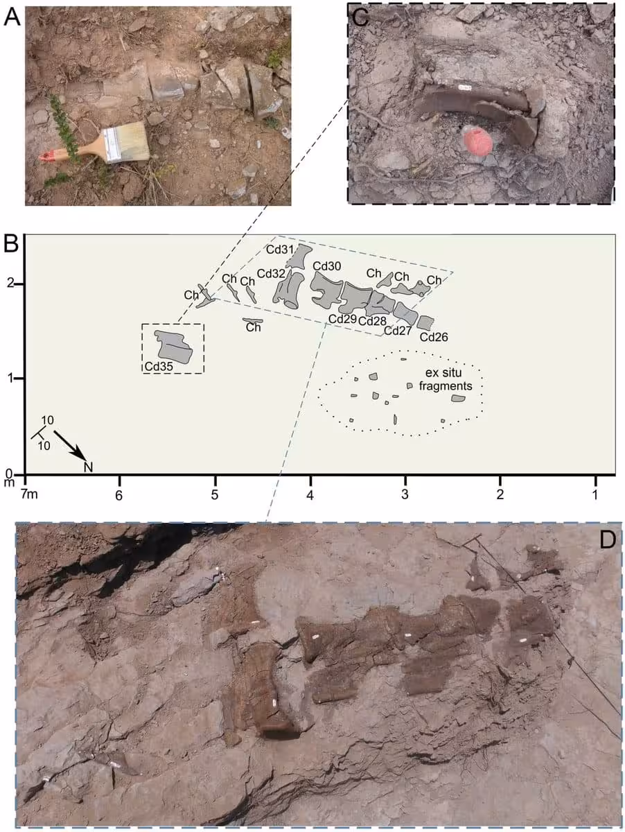Excavation Site And Fossil Remains Of The Newly Identified Diplodocus Specimen From La Tejería, Teruel, Spain.