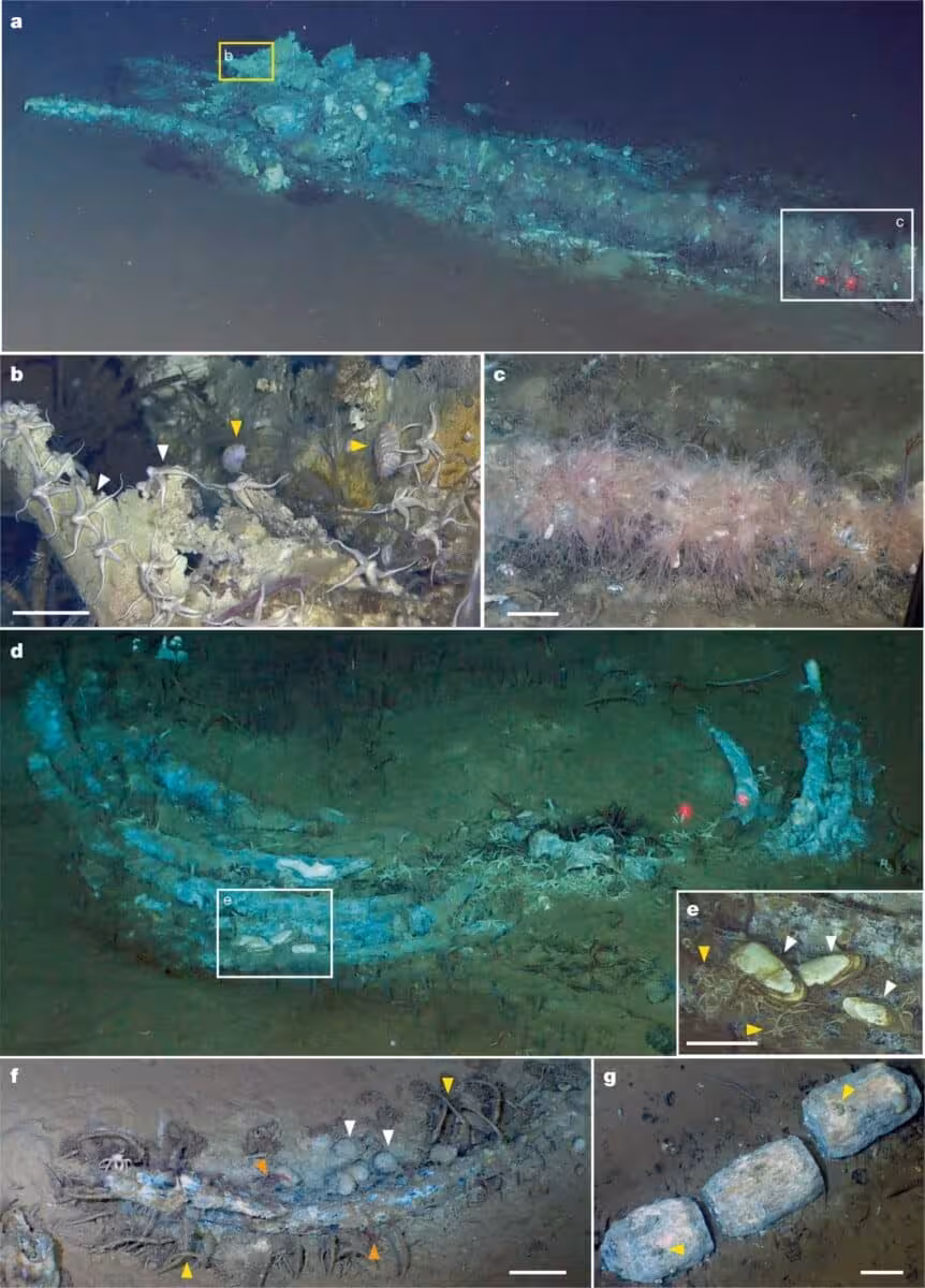Whale Bones And Thriving Ecosystems On The Indian Ocean Seafloor.