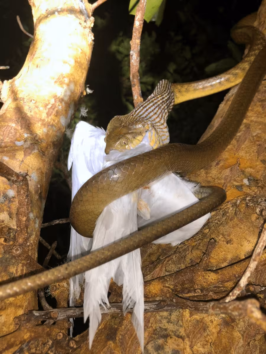 Brown Tree Snakes