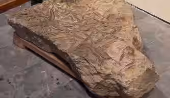 A 430 Million Year Old Fossil Discovered In Brazil.