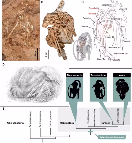 Fossil Remains, Reconstruction, And Evolutionary Position Of Bonapartenykus Ultimus, A Feathered Alvarezsaurid Dinosaur From Patagonia.