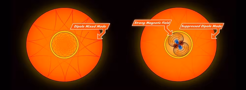 Suppressed dipole modes. This illustration highlights dipole mixed modes (left) and suppressed dipole modes (right), which might be caused by strong magnetic fields near the star’s core region.