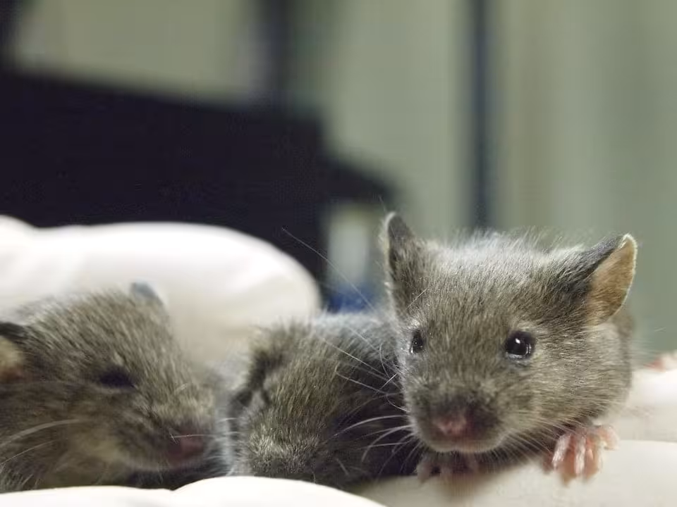 Three Cloned Female Mice