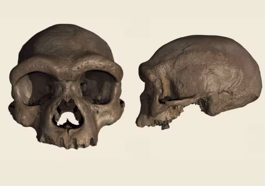 Front And Side Views Of The “dragon Man” Skull Found In China.