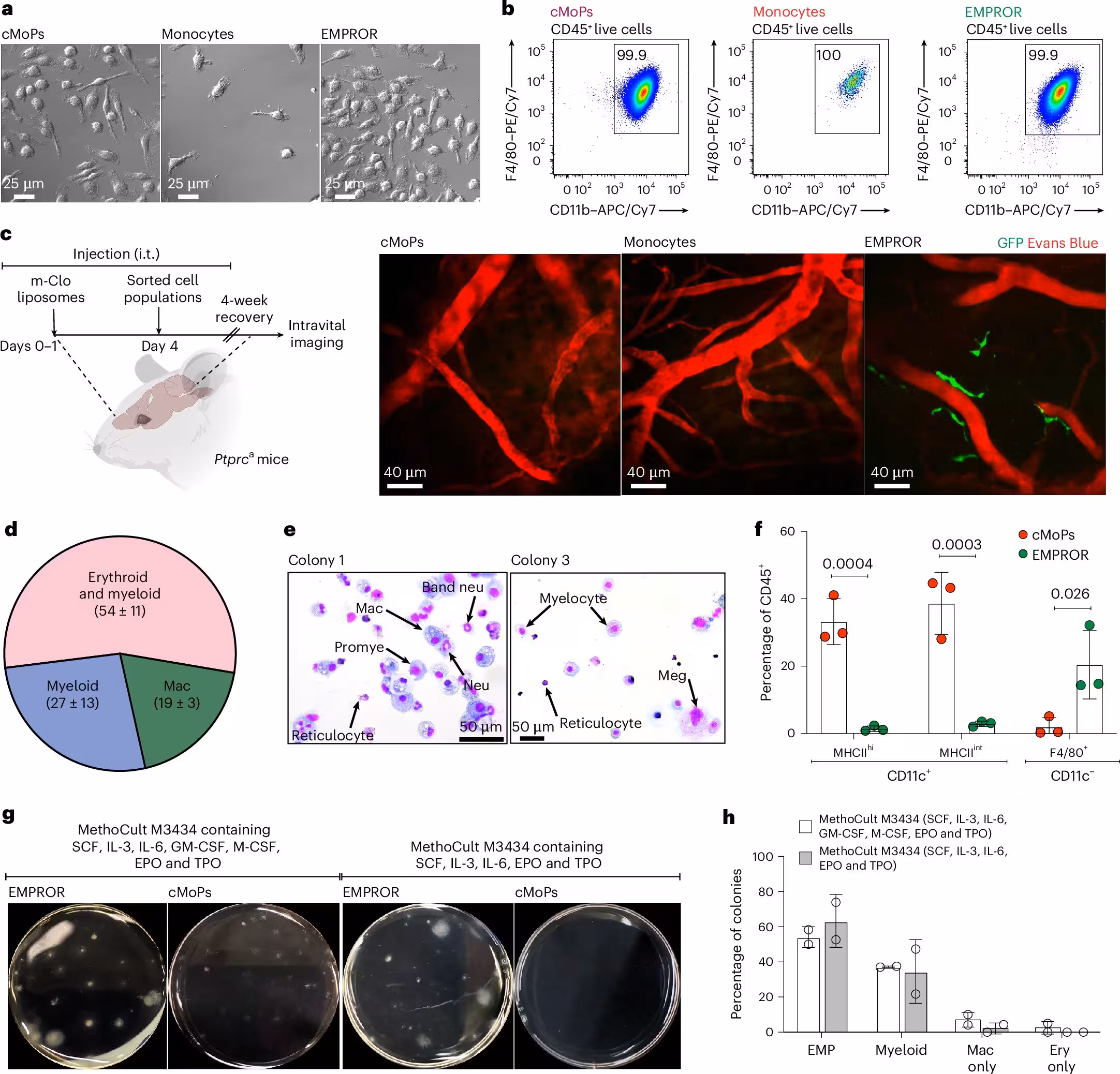 Fig. 3: Lineage potential of EMPROR cells. a, Confocal differential interference contrast imaging of sorted cMoPs, monocytes and EMPROR cells cultured in complete RPMI medium containing M-CSF. Representative images from one of two independent experiments are shown. b, Flow cytometric identification of CD45+CD11b+F4/80+ macrophages following culture. Representative flow plots from one of three independent experiments are shown. c, Intravital imaging of meningeal vasculature following i.t. transfer of sorted cMoPs, monocytes and EMPROR cells confirming the presence of GFP+ PVMs following EMPROR transfer. Data are representative of three independent experiments wherein the CNS was repleted with EMPROR cells (n = 3 mice), cMoPs and monocytes (n = 4) sorted from DPE-GFP:Rag1−/− BM; m-Clo, mannosylated clodronate. d, Pie chart displaying the proportion of macrophage (Mac), myeloid (macrophage and neutrophil) and erythro–myeloid (erythroid with macrophage and neutrophil lineages) colonies generated a