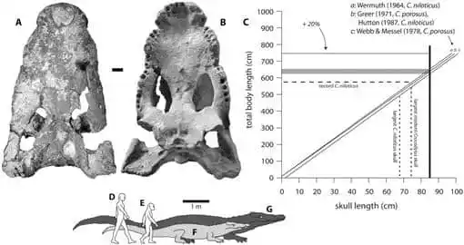 Crocodylus Thorbjarnarsoni Skull Fossils (dorsal And Ventral Views) With Size Comparison To Humans And Estimated Body Length.