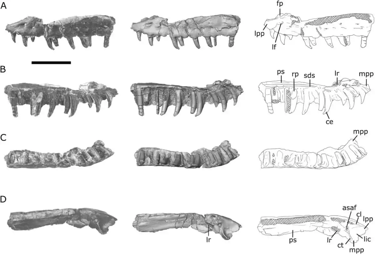 Fossil Upper Jaw Fragment Of Acutodon Villeveyracensis From The Upper Cretaceous Deposits Of Villeveyrac, Southern France.