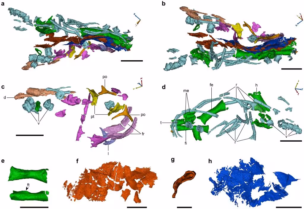 Deformed Eggs From Dawang And Related Embryonic Skeletons