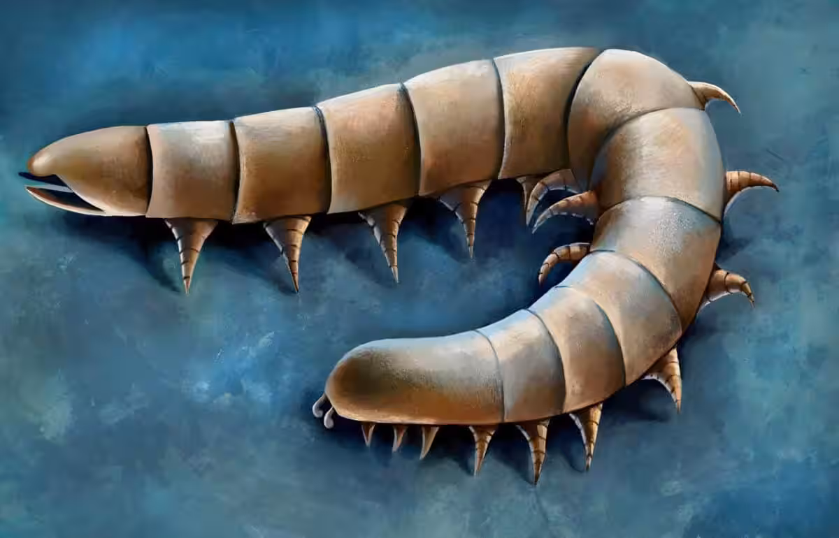 Illustration Of Waukartus Muscularis Reconstruction.