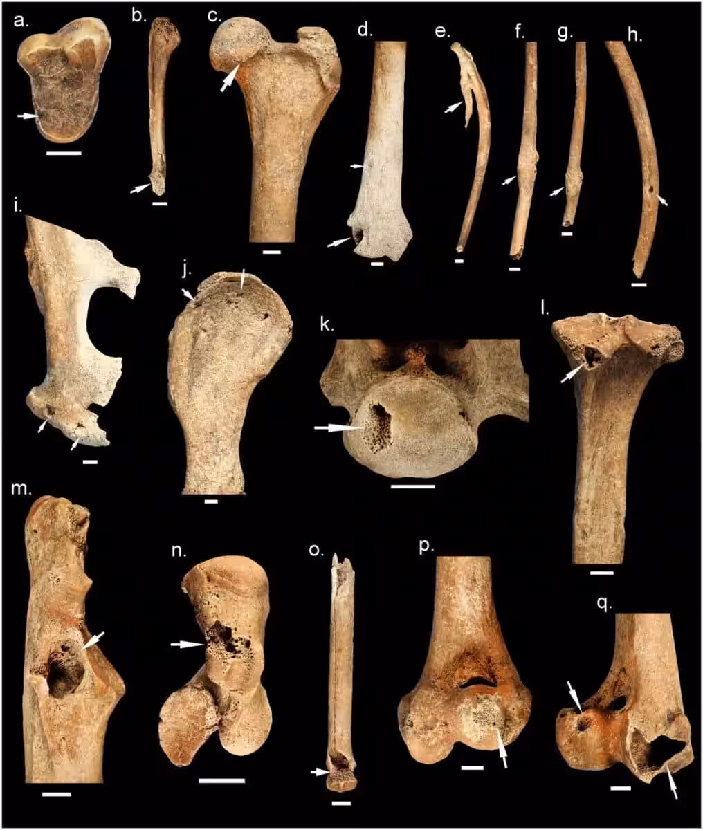 Close Up Images Of The Ancient Dingo’s Bones Showing Healed Fractures And Injuries Identified During The Archaeological Analysis.
