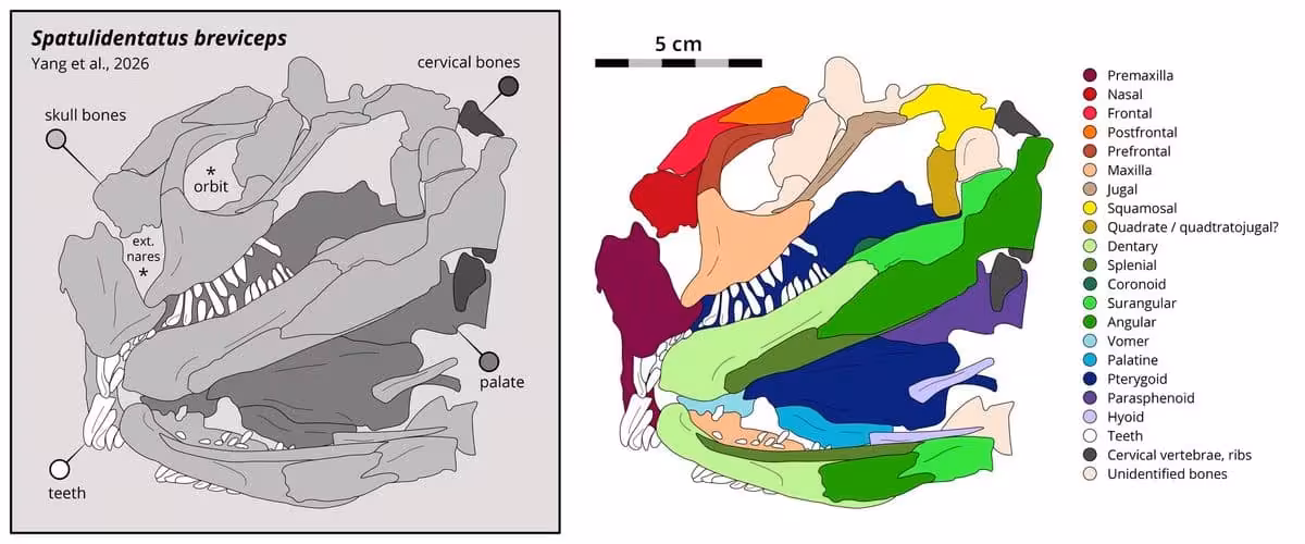 Skull Reconstruction Of Spatulidentatus Breviceps, A Newly Described Triassic Marine Reptile From China.