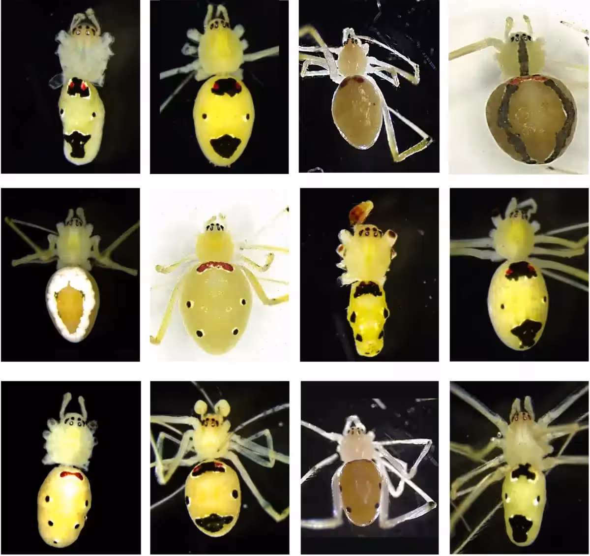 Collage Showing Morphs Of Some Of The Males And Females Of Theridion Himalayana In The Population