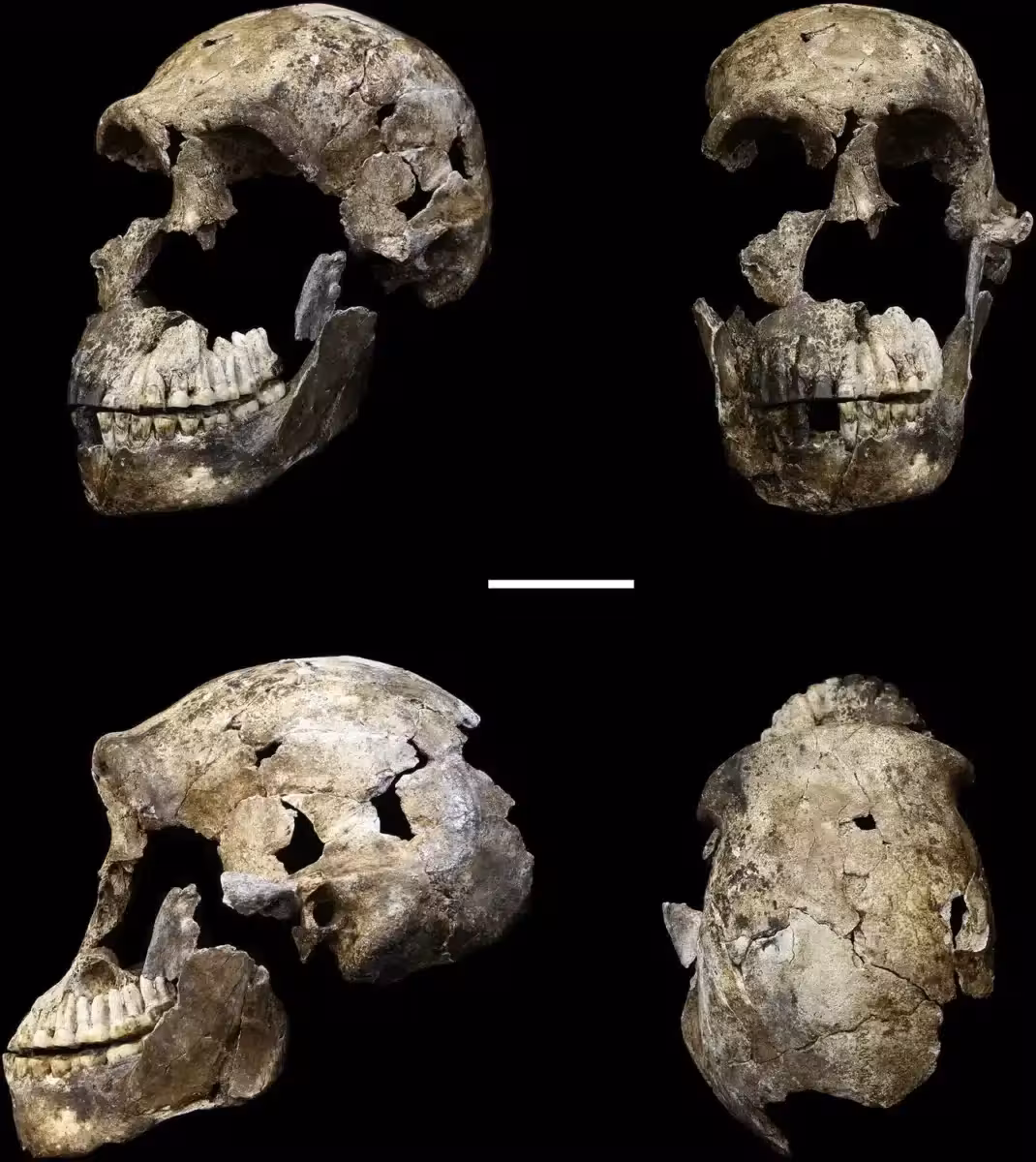 Homo Naledi Skull 6874