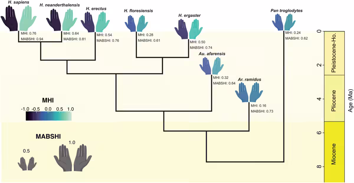 Predicted Handedness In Hominin Species Based On The Reduced Models Including Homo Sapiens