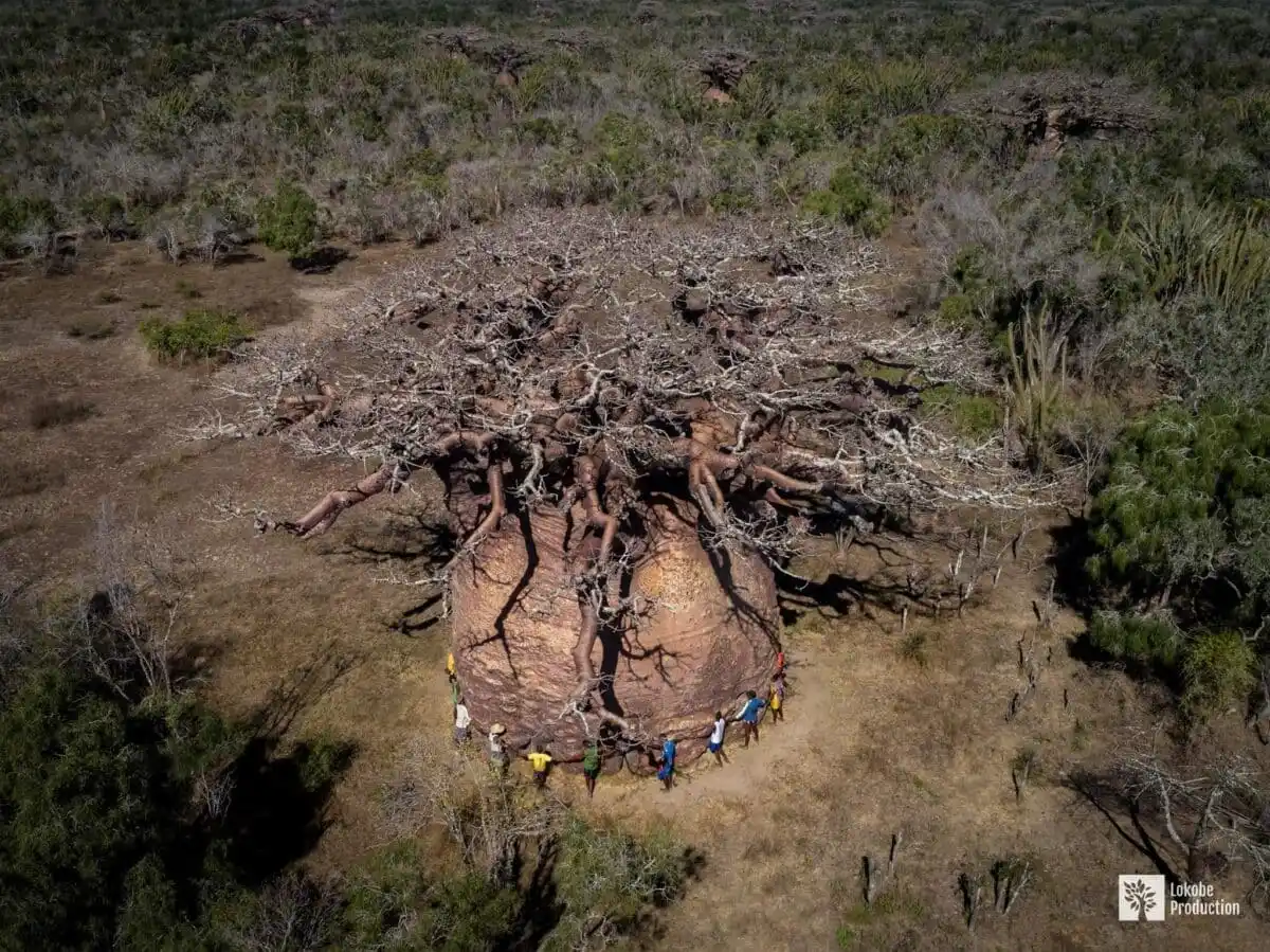The Tsitakakoike baobab