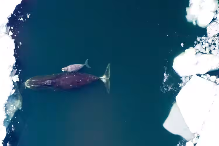 Bowhead Whale And Calf