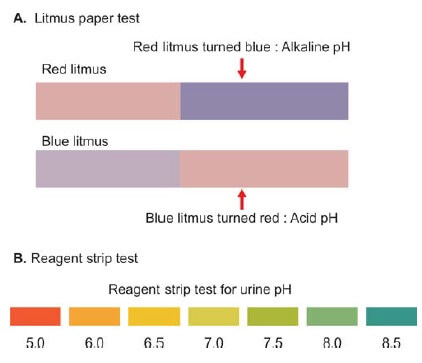 Testing pH of urine with litmus paper and with reagent strip test