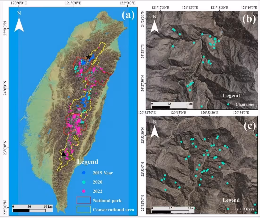 Map Showing The Distribution Of 941 Confirmed Giant Trees Taller Than 65 Meters Across Taiwan