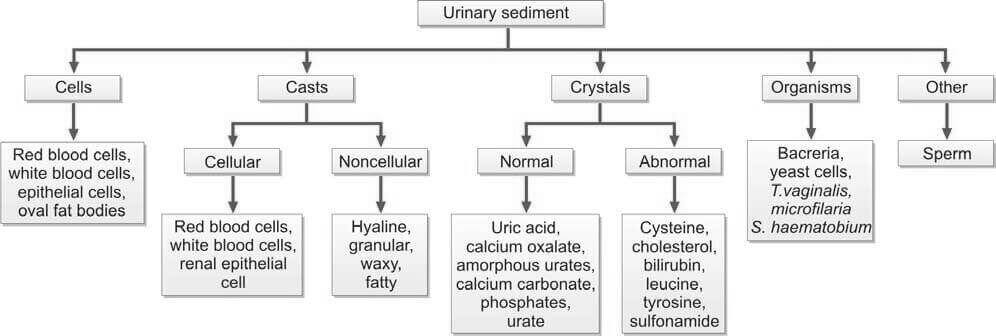 Different types of urinary sediment