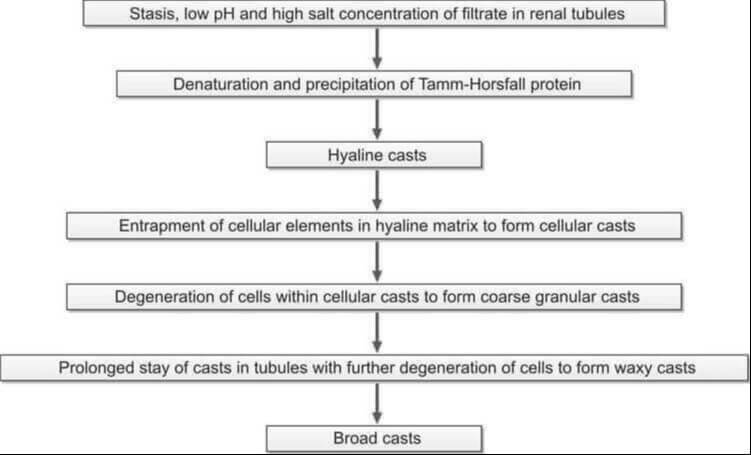 Genesis of casts in urine