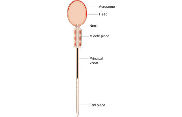 Morphology of spermatozoa