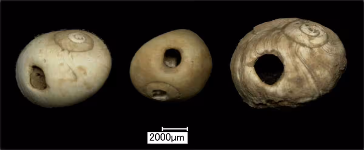 Beads Made From Pierced Shells From Heaning Wood Bone Cave