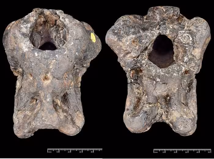 Braincase Pictures