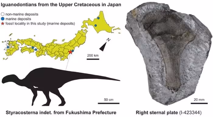 Location And Fossil Remains Of The Styracosternan Dinosaur From Fukushima, Japan