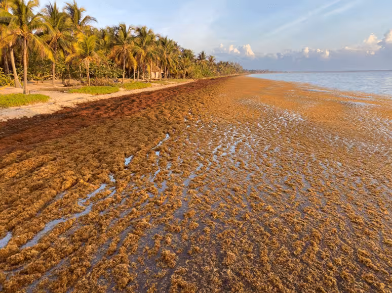 A mat of sargassum washes up in Hopkins, a coastal village in Belize