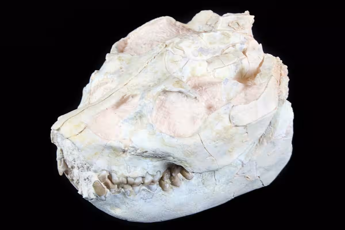 This Is A Well Preserved Oreodont (leptauchenia Decora) Skull.