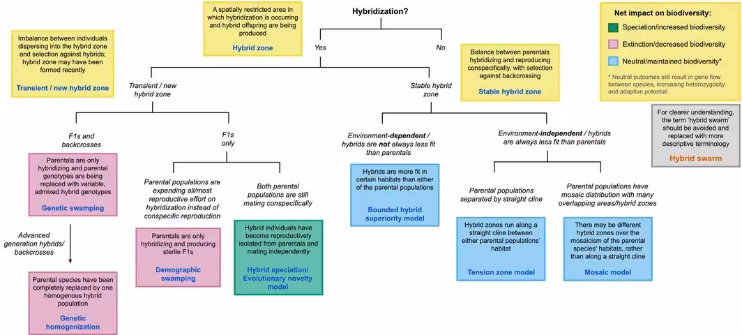 FIGURE 4: Decision tree depicting terminology to describe the potential evolutionary outcome of hybrid zones. The term “hybrid swarm” has been used as a catch‐all term to describe many different cases of hybrid zone and should therefore be replaced with more specific terminology instead.