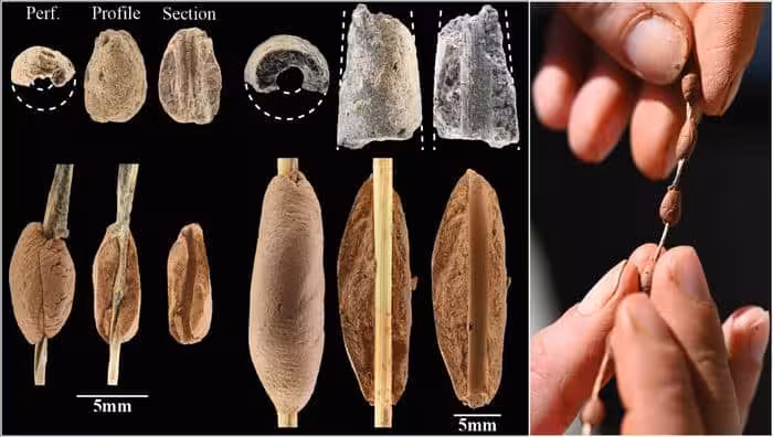 Experimental Reconstruction Of Ancient Natufian Clay Beads.