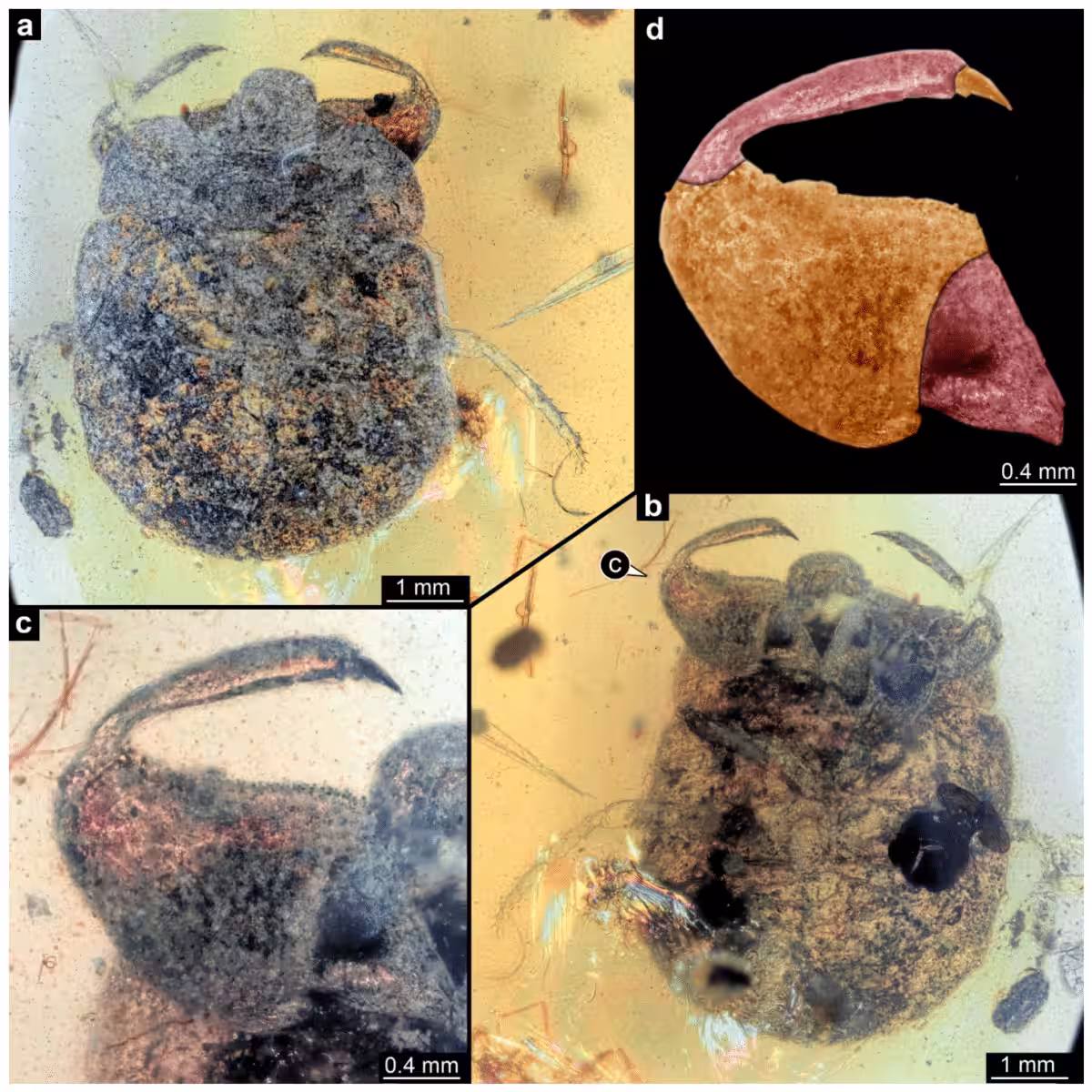 Views Of The Fossil Insect In Amber (a) Full Body, (b) Head And Claws, (c) Single Claw, (d) Colored Claw Reconstruction.