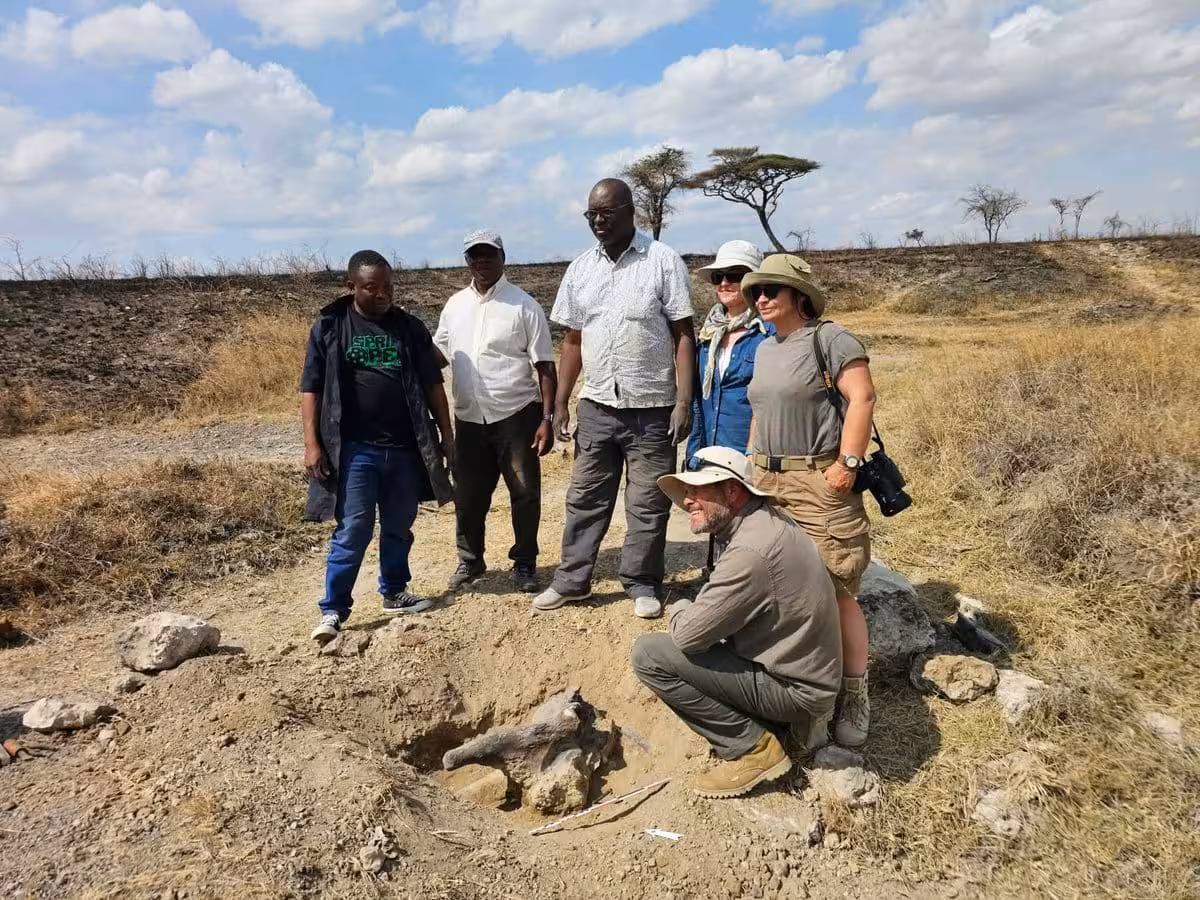 Polish And Tanzanian Researchers Gathered Around An Excavation Pit Holding A Large Fossil Bone In Serengeti National Park
