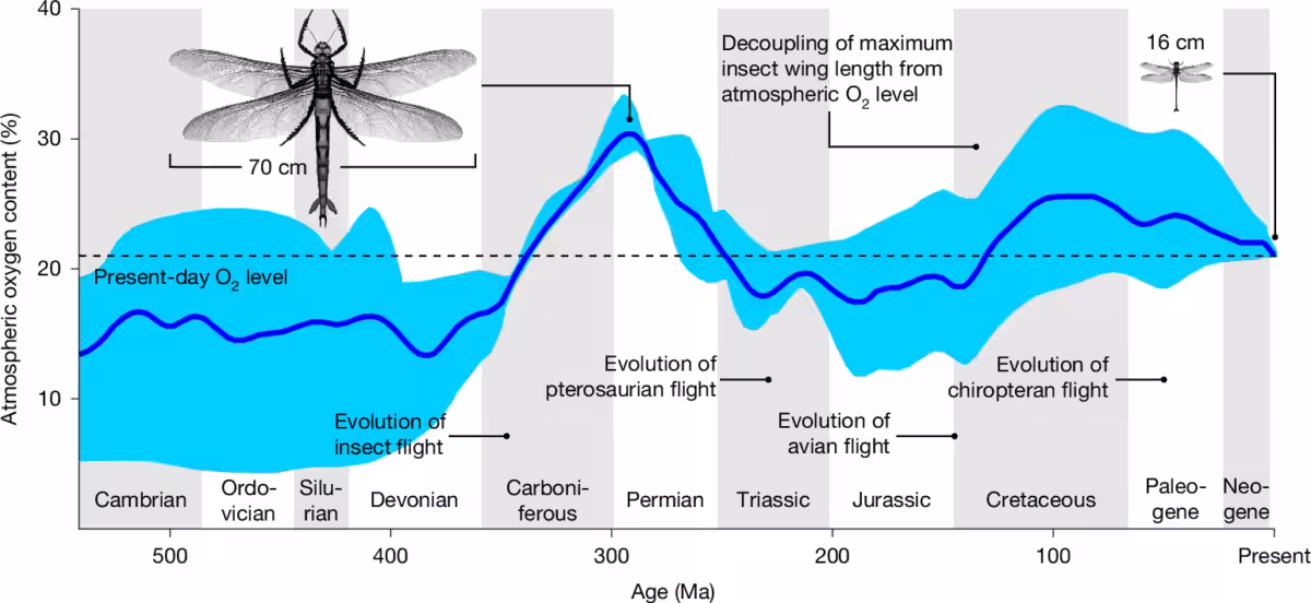 Atmospheric Oxygen Levels And Giant Insect Wingspans Through Earth’s History.