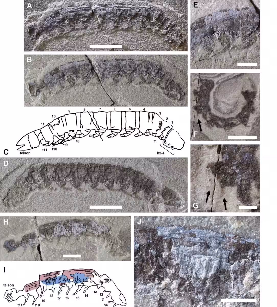 The Image Displays Fossilized Remains Of Waukartus Muscularis, With Various Views (a J) Showing Different Details Of Its Structure.