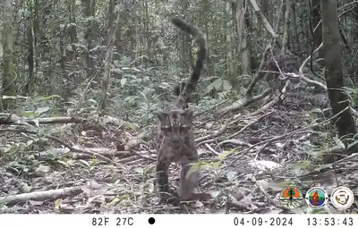 The family of Bornean clouded leopards was spotted in April 2024 around Tanjung Putian National Park.