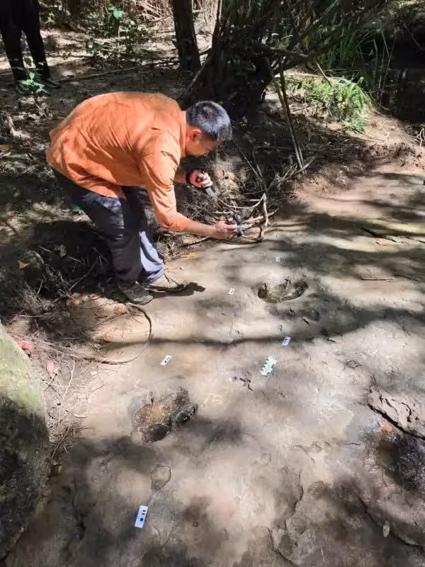 Researchers Examine A 120 Million Year Old Dinosaur Footprint Discovered In Northeastern Thailand.