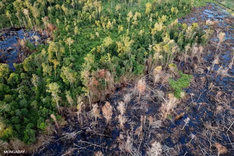 Drained, cleared, and burned peat forest in Indonesian Borneo. Photo by Rhett A. Butler
