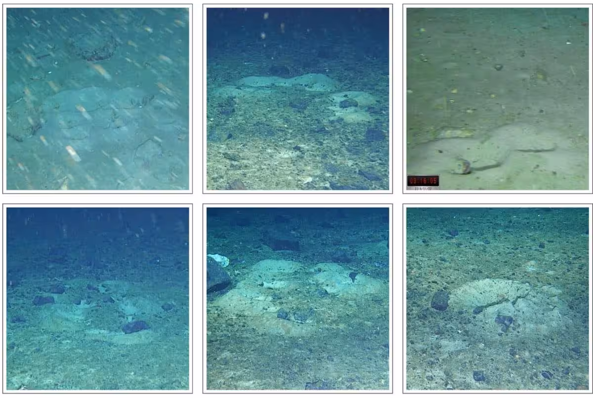 Nests Of The Yellowfin Notie (lindbergichthys Nudifrons)