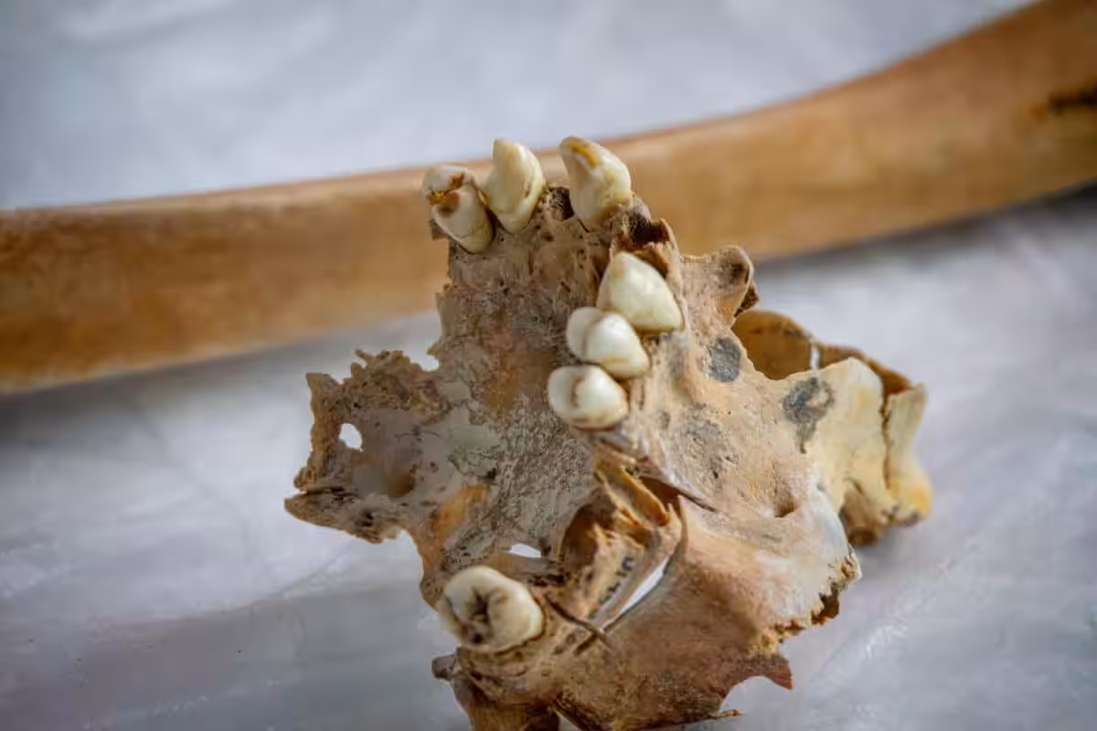 Human Remains Later Linked To “scattered Man John Doe”
