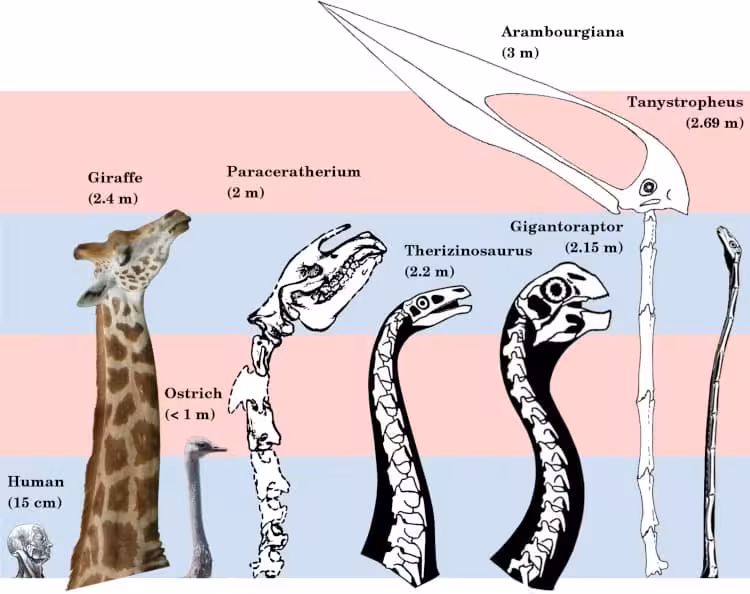 Comparison Of The Longest Necks In The Animal Kingdom.
