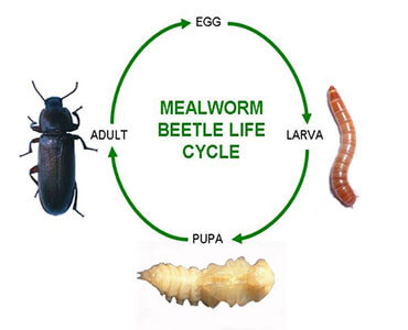 Lifecycle of Mealworm